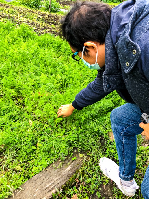 Picking up raw vegetables and some can be eaten directly.
