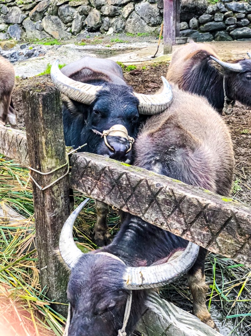 One of the most important animals to Taiwanese farmers is Water Buffalo