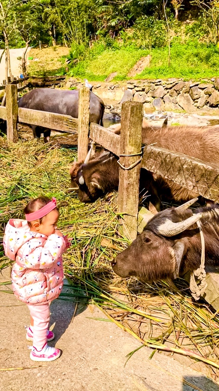 We can feed some of the domesticated animals, such as this water buffalo.