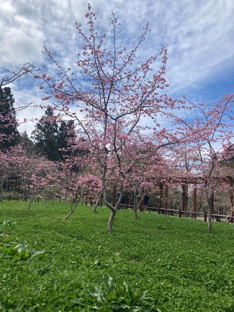 Alisan – Cherry Blossoms